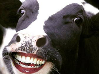 Should cows wear high vis jack...